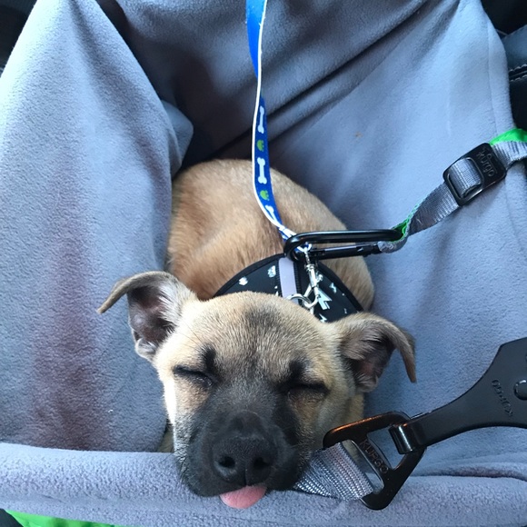 🥰New💋family🐶member😍 - Picture 2 of 9